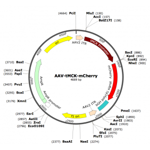 AAV tMCK-mCherry (30 µl)