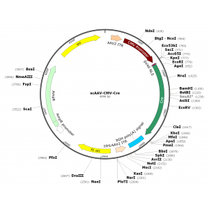 scAAV Cre (30 µl)