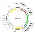 scAAV CMV-GFP (30 µl)