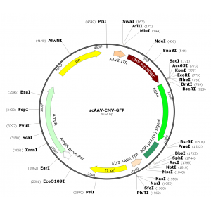 scAAV CMV-GFP (30 µl)