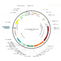 Lentivirus CAG-ChiEF-IRES-Puro (2× 25 µl)