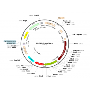 Lentivirus CAG-Cre-mCherry-Puro (2× 25 µl)