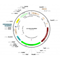 Lentivirus CAG-GCaMP6f (2× 25 µl)