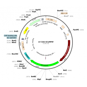 Lentivirus CAG-GCaMP6f (2× 25 µl)