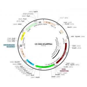 Lentivirus CAG-GCaMP6m (2× 25 µl)