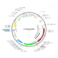 Lentivirus CAG-GCaMP6s (2× 25 µl)