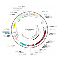 Lentivirus CAG-mCherry-Puro (2× 25 µl)