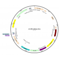 Lentivirus CMV-Citrine-Puro (2× 25 µl)