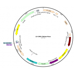 Lentivirus CMV-Citrine-Puro (2× 25 µl)