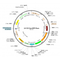 Lentivirus CMV-Cre-GFP-Puro (2× 25 µl)