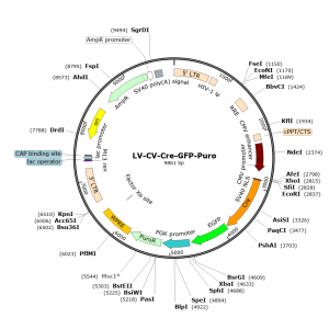 Lentivirus CMV-Cre-GFP-Puro (2× 25 µl)