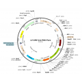 Lentivirus CMV-Cre-Puro (2× 25 µl)