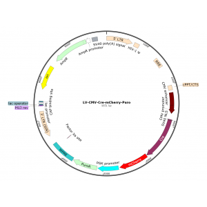 Lentivirus CMV-Cre-mCherry-Puro (2× 25 µl)