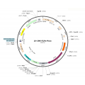 Lentivirus CMV-FLPo-Puro (2× 25 µl)