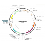 Lentivirus CMV-FLPo-Puro (2× 25 µl)