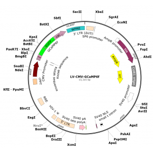 Lentivirus CMV-GCaMP6f (2× 25 µl)