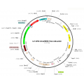 Lentivirus CMV-GCaMP6f-T2A-mScarlet (2× 25 µl)