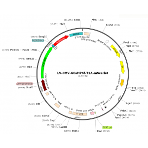 Lentivirus CMV-GCaMP6f-T2A-mScarlet (2× 25 µl)