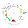 Lentivirus CMV-GFP-Puro (2× 25 µl)