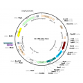 Lentivirus CMV-Gluc-Puro (2× 25 µl)