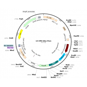 Lentivirus CMV-Gluc-Puro (2× 25 µl)