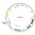 Lentivirus CMV-Null-Puro (2×25 µl)