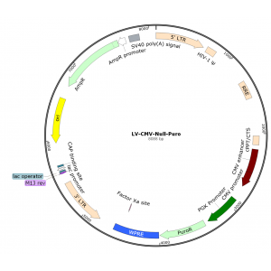 Lentivirus CMV-Null-Puro (2×25 µl)