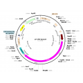 Lentivirus CMV-SpCas9 (2× 25 µl)