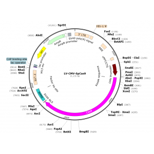 Lentivirus CMV-SpCas9 (2× 25 µl)