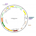 Lentivirus CMV-iCre-Puro (2× 25 µl)