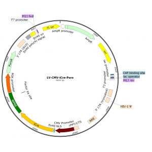 Lentivirus CMV-iCre-Puro (2× 25 µl)