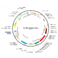 Lentivirus CMV-mCherry-Puro (2× 25 µl)