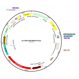 Lentivirus CMV-tdTOMATO-Puro (2× 25 µl)