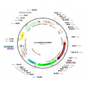 Lentivirus CaMKII-GCaMP6f (2× 25 µl)