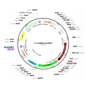 Lentivirus CaMKII-GCaMP6f (2× 25 µl)