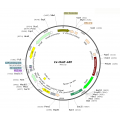 Lentivirus ChAT-GFP (2× 25 µl)