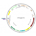 Lentivirus EF1α-Citrine-Puro (2× 25 µl)