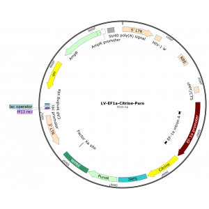 Lentivirus EF1α-Citrine-Puro (2× 25 µl)