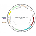 Lentivirus EF1α-Cre-Puro (2× 25 µl)