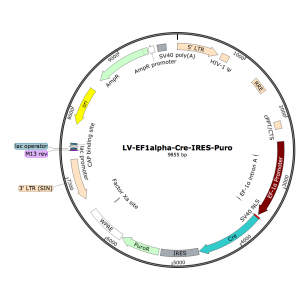 Lentivirus EF1α-Cre-Puro (2× 25 µl)