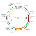 Lentivirus EF1α-GFP-T2A-fLuc-Puro (2× 25 µl)