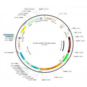 Lentivirus EF1α-GFP-T2A-fLuc-Puro (2× 25 µl)