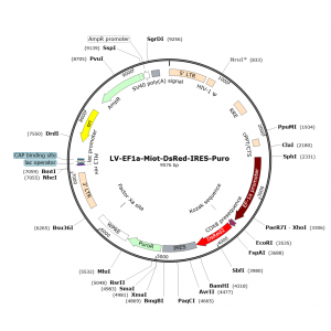 Lentivirus Ef1a-Mito-DsRed-IRES-Puro (2× 25 µl)