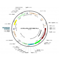 Lentivirus Ef1a-Mito-GFP-IRES-Puro (2× 25 µl)