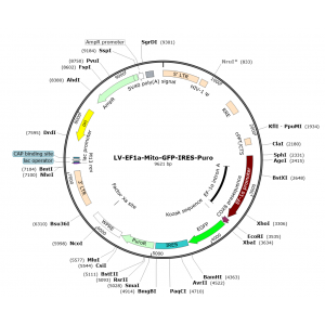 Lentivirus Ef1a-Mito-GFP-IRES-Puro (2× 25 µl)