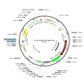 Lentivirus EF1α-NLS-GFP-Puro (2× 25 µl)