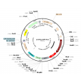 Lentivirus EF1α-RFP-Puro (2× 25 µl)