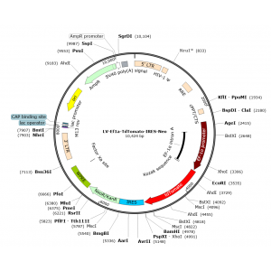 Lentivirus EF1α-tdTOMATO-IRES-Neo (2× 25 µl)