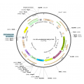 Lentivirus EF1α-hChR2(H134R)-EYFP (2× 25 µl)