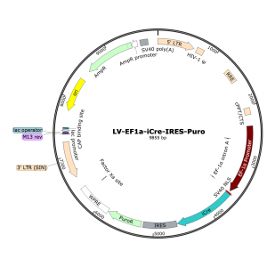 Lentivirus EF1α-iCre-Puro (2× 25 µl)